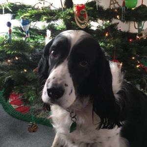 Meet your Posher, Gunner